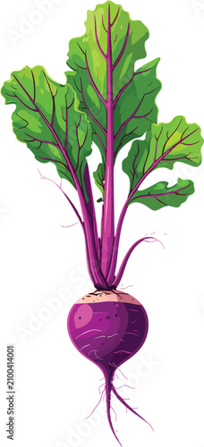 Isolated fresh beet root wi...