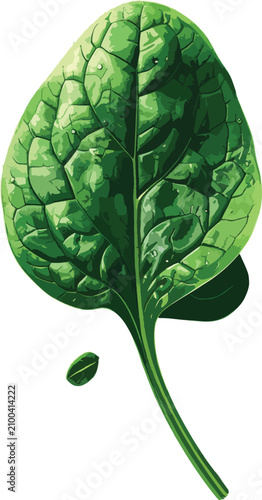 Isolated spinach leaf, fres...