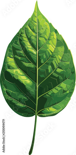 Isolated green leaf with de...