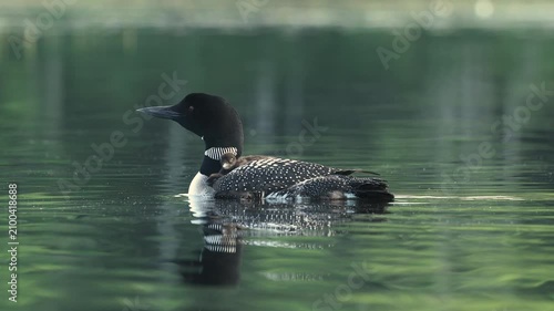 Common loon calling on a lake at sunrise 