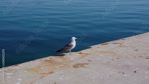 Seagull standing on harbor pier