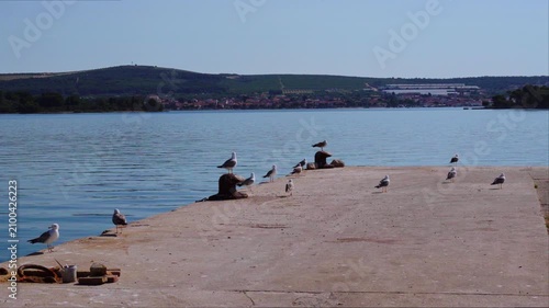Seagulls resting on quiet harbor pier