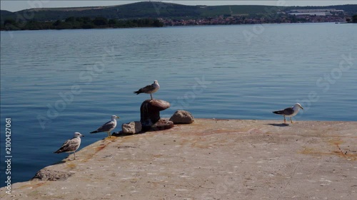 Seagulls Resting On Quiet Harbor Pier