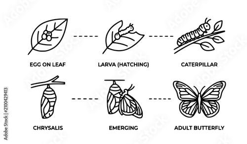 Butterfly Metamorphosis Outline Icon Collection Editable Vector