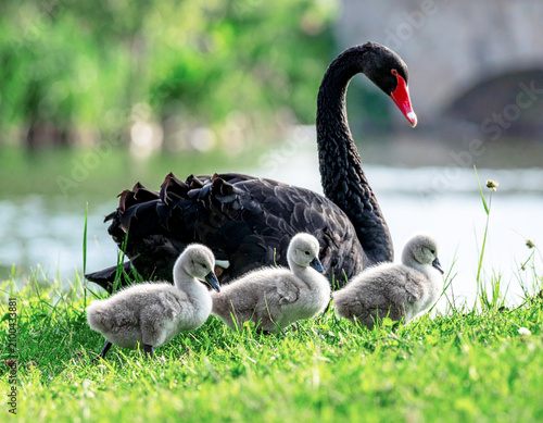 Black swan (Cygnus atratus) or Australian swan, with baby grey fluffy cygnets, walking in grass, closeup. AI