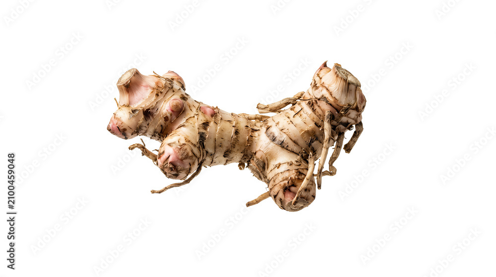 Obraz premium Organic Fresh Galangal Root Ginger Rhizome Isolated on White Background for Culinary Spice and Traditional Herbal Medici