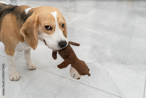 A dog stands on a shiny floor holding a brown stuffed toy. The dog looks focused and happy while playing. Light comes from large windows in the room.