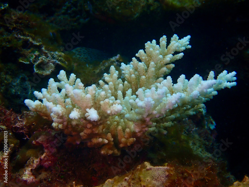Bleached branching coral on a tropical reef. Coral bleaching highlights the fragile state of reef ecosystems and the growing impact of environmental change.