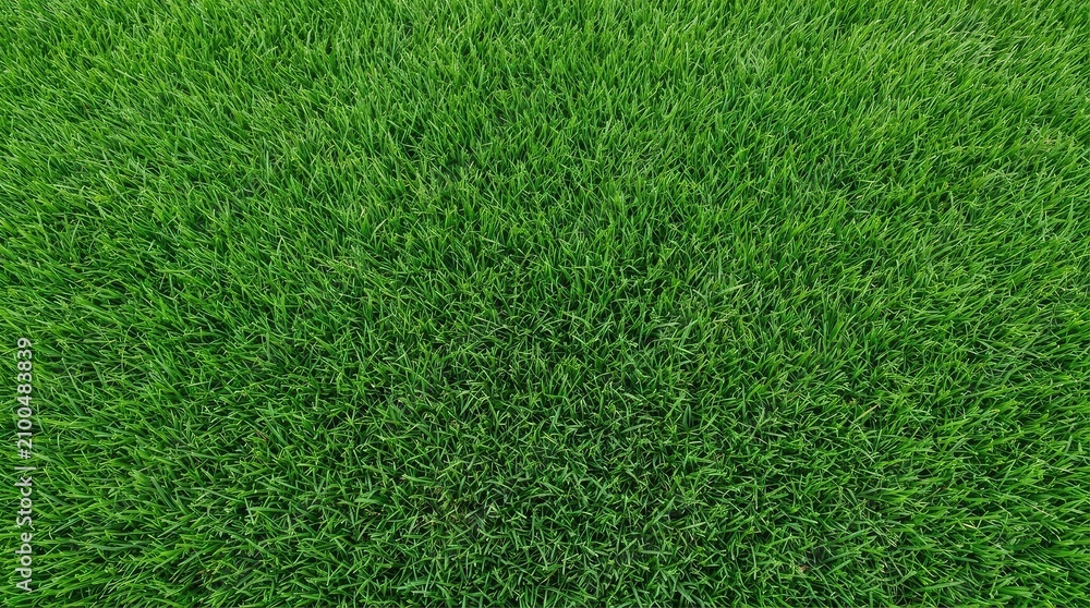 Obraz premium Close-up overhead view of lush green grass texture. Vibrant lawn surface with fine blades and natural sunlight.