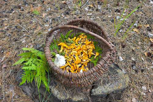 Chanterelle mushroom, Cantharellus cibarius. Edible mushroom. Chanterelles contain the enzyme chitinmannose (or chitomannose), a poison for helminths and arthropods.