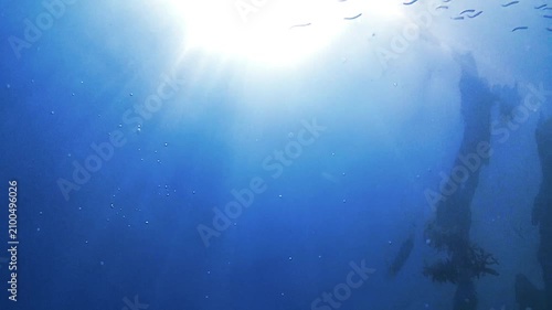 underwater world background. school fish