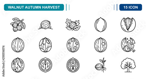 Canvastavla 15 Walnut autumn harvest linear icon set nut shell leaf tree sprout, UI and web
