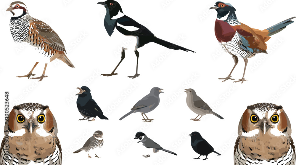 Obraz premium Avian Wildlife Clipart Pack Featuring Ring Necked Pheasant Eurasian Magpie Common Quail Screech Owl Avatars and Garden Songbirds