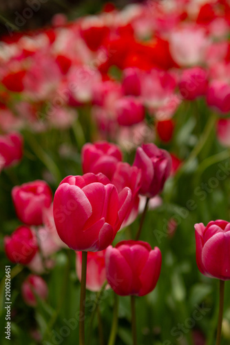 Close up Tulip in field