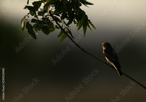 Foto Backlit image of Spotted Flycatcher perched on tree at Saar, Bahrain