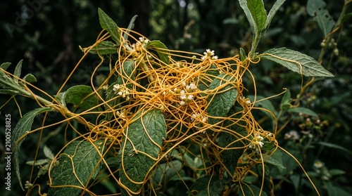 Intricate bright orange parasitic dodder vines with small white flowers wrapped around a green host plant, highlighting botanical entanglement in a natural environment