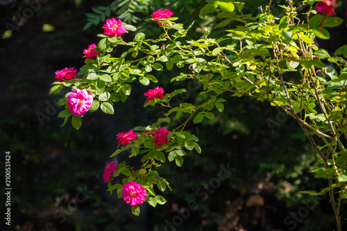 Obraz na płótnie Hardy roses with vibrant pink flowers known for their robustness in cold climate