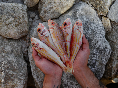 Photos Salmonetes