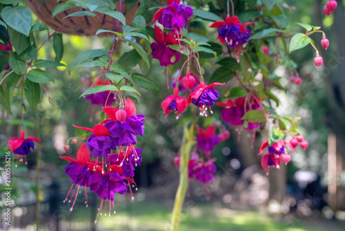 Canvas Print Fuchsia Dark Eyes flowers, a variety known for its bright magenta-red sepals and