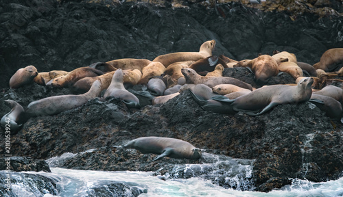 Photography Steller Sea Lions Colony (Eumetopias jubatus)