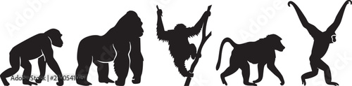 Photography Primate Silhouette Set with Chimpanzee Gorilla Gibbon and Baboon Isolated on Whi