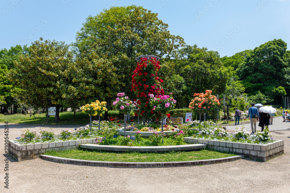 Obraz premium 大阪長居公園植物園のバラ園入口に広がる美しい円形花壇の風景（2026年5月撮影）