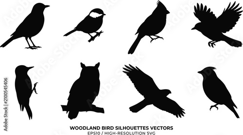 Photos Woodland Bird Silhouette Collection with Perching Flying and Forest Wildlife Vec