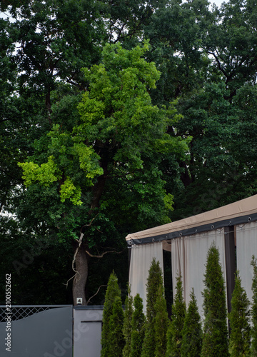 crown oak ordinary canopy with beige roof and light curtains and thuja hedge