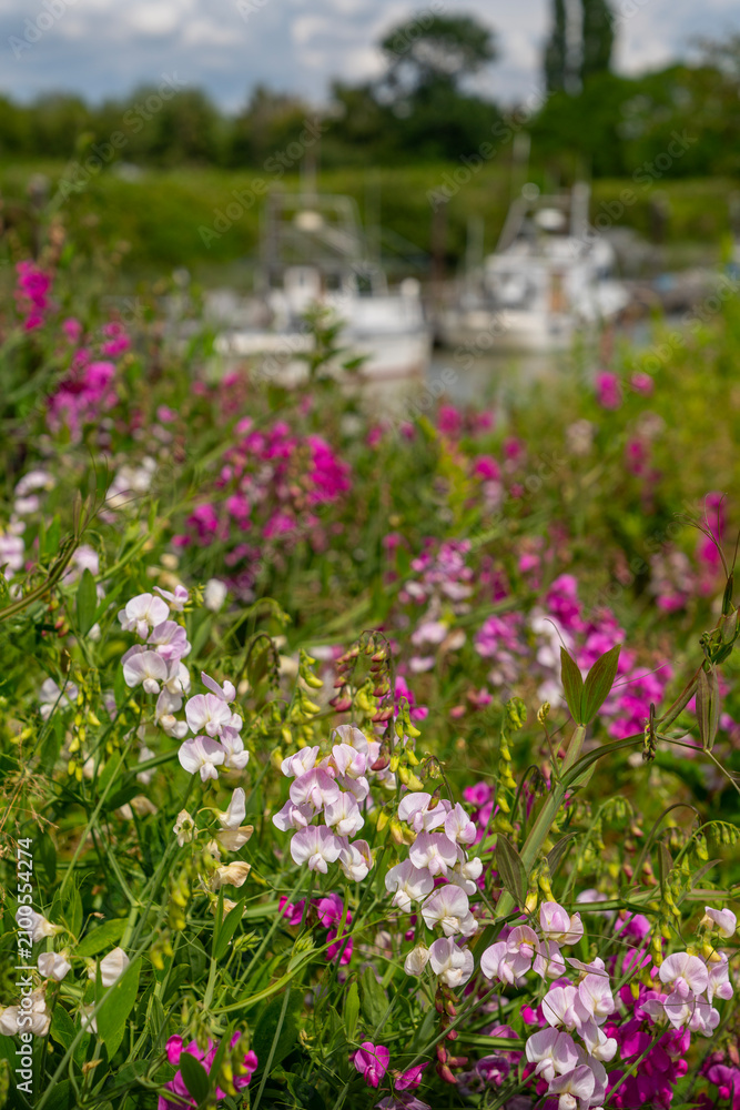 Fototapeta premium Spring Flowers at Scotch Pond Garry Point Steveston vertical. Garry Point spring flowers and gillnetters tied to the dock. Steveston, British Columbia, Canada.