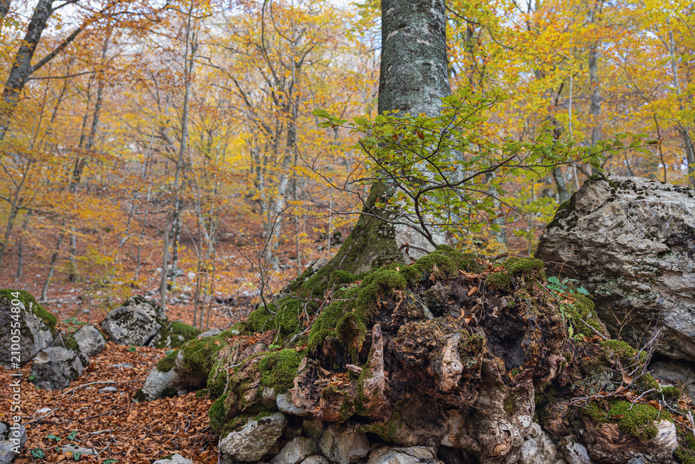 Fototapeta premium autumnal underwood sceneries during a sunny day inside Mount Viggiano, Viggiano, Potenza, Italy