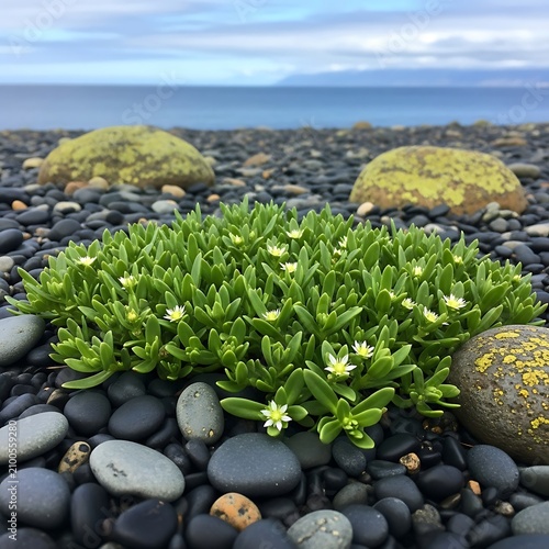 A lush green plant with small white flowers grows among smooth black pebbles on a rocky beach