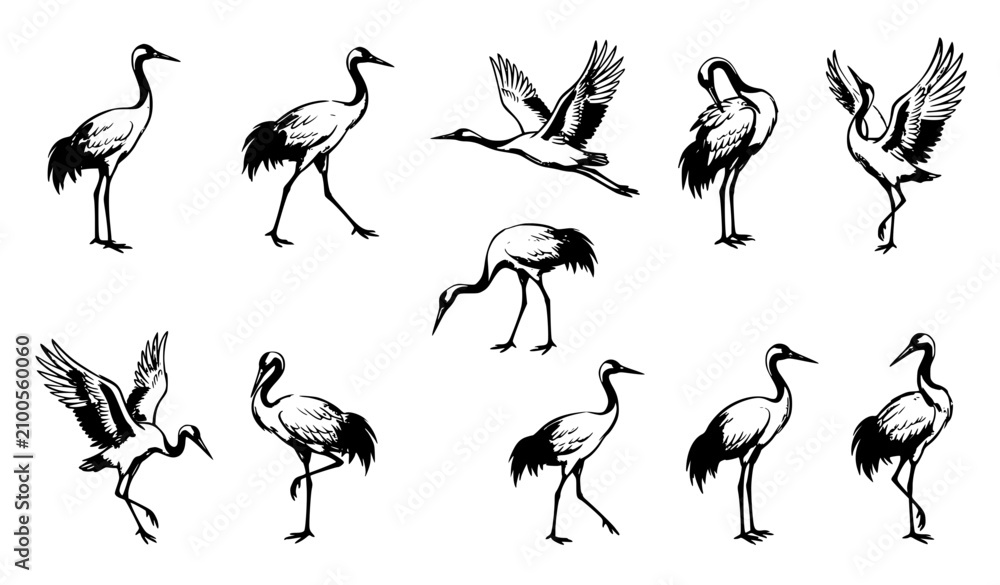 Fototapeta premium Traditional Chinese Ink Wash Crane Birds Vector Set with Hand Drawn Elegant Flying and Standing Illustrations