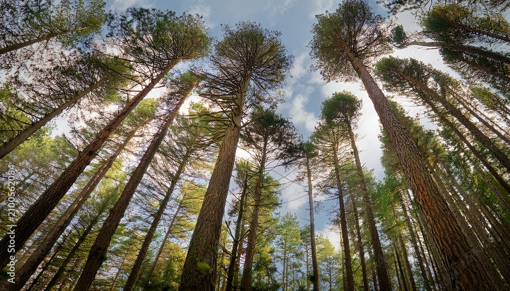 Fototapeta premium Tall Pine Trees Reach Towards Sky Creating Serene And Tranquil Forest Atmosphere