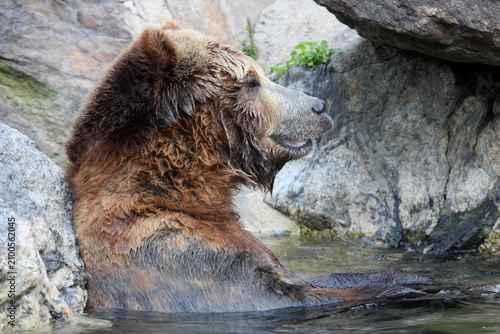 фотографія Kodiak bear in the water. Bronx Zoo, New York, USA.