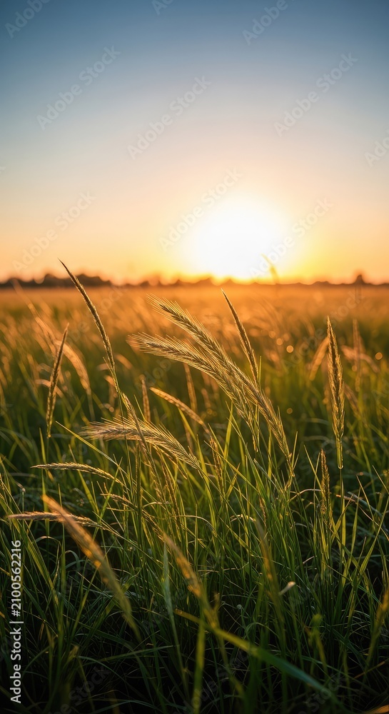 Fototapeta premium A serene golden hour landscape featuring soft blurred wild grass illuminated by warm sunset light, evoking peaceful summer nostalgia, wallpaper, organic, dreamlike