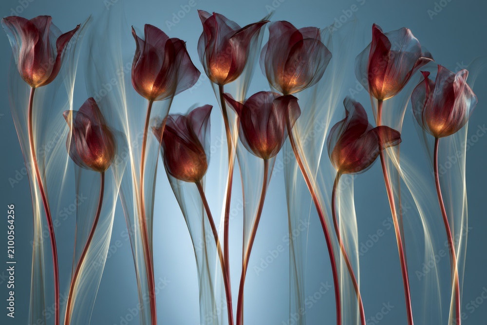 Obraz premium Dark red tulips with glowing centers and flowing translucent light on blue background