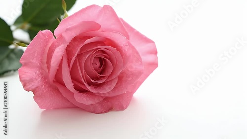 A beautifully captured video of a single elegant pink rose in full bloom against a soft white background