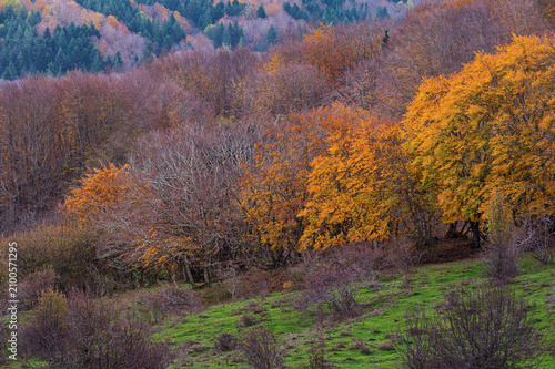 autumnal underwood sceneries during a sunny day inside Mount Viggiano, Viggiano, Potenza, Italy
