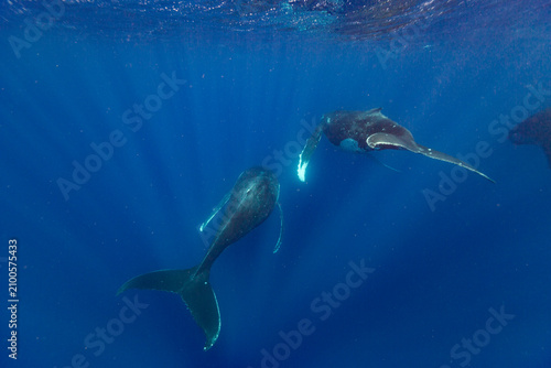Four adult  humpback whales (Megaptera novaeangliae) swim together displaying coordinated movements near Vavau Island in Tonga