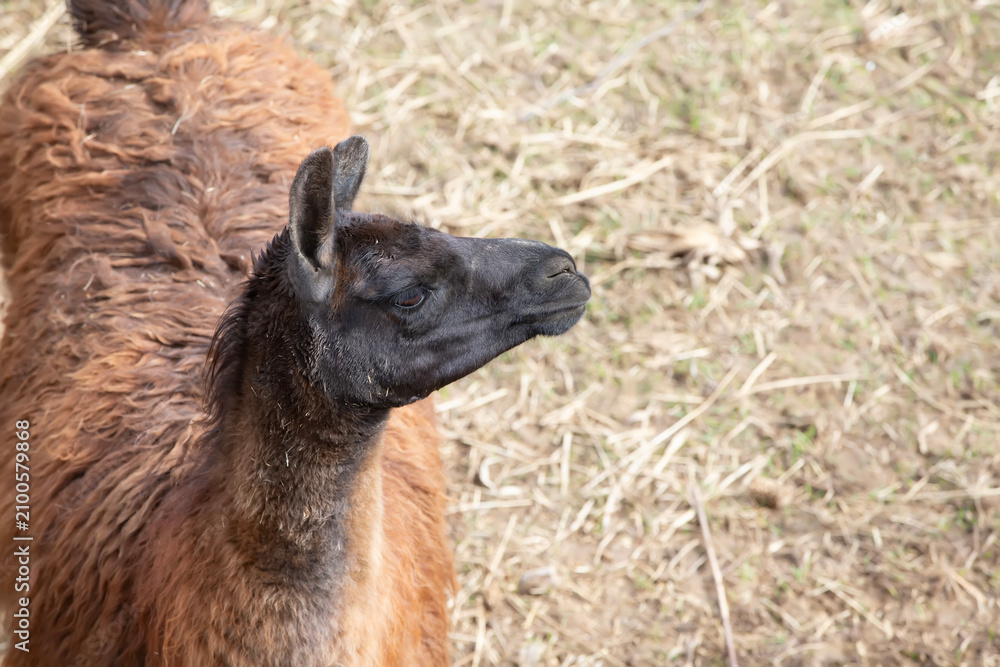 Fototapeta premium Brown llama standing in a grassy field under soft natural light