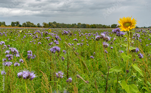 Champ de chardons et tournesols à Savigneux, Ain, France