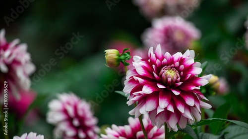Pink and White Dahlias Blooming in a Lush Garden Setting