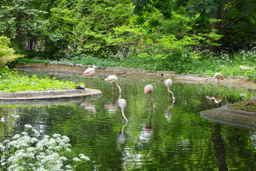 A flock of flamingos wading through a tranquil pond surrounded by lush greenery, with vivid reflections.