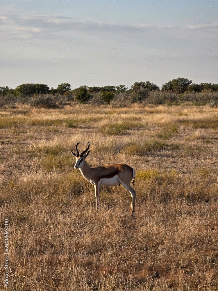 Naklejka premium Antilope, Impala, Etosha, Nationalpark, Namibia, Afrika