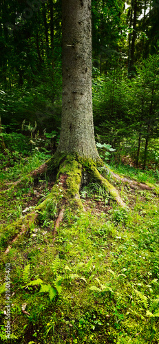 Принти на полотні Tall tree with roots and moss in a green forest during daylight