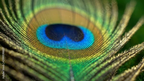 Close-up of Vibrant Peacock Feather with Blue and Green Colors.