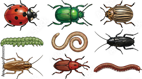 Bild auf Leinwand Detailed Insect and Bug Vector Collection Featuring Ladybug, Caterpillar, Beetle