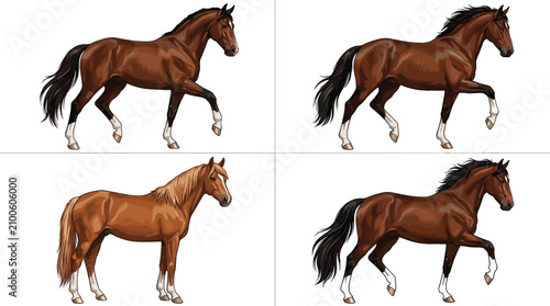 Konstfotografi Beautiful Bay and Chestnut Horse Vector Collection Showing Majestic Stallions Tr