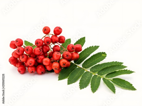 Rowan berries with green leaves isolated on white background