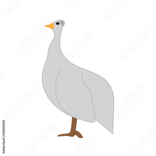 Fotografía ilustrasi ayam mutiara